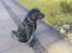 Labrador retriever Tayson - nyt billede(fra nu)