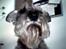 Dvaergschnauzer Fesser - Se mig lige,mig kan man ikke, andet end at falde for. <3