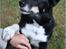 Finsk hyrdehund Petra - Jeg elsker at give pote - her Low five
