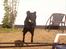 Labrador retriever Tayson -  tayson<3