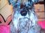 Dvaergschnauzer Fesser - Skal lige fotograferes!