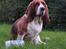 Basset hound columbus - jeg var slet ikke klar til at blive fotograferet -far altså!!!