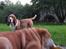 Basset hound columbus - ...hmm ja jeg går lige og hygger lidt!