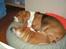 Basset hound columbus - Min nye lillebror Bertil, det kan være svært at holde styr på ham ind imellem, men en lille lur får vi da!  