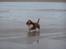 Basset hound columbus - ..ja man er vel vandhund!