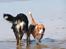 Basset hound columbus - i vandet med en veninde, mæske der gik en dejlig mandehund længere oppe ad stranden, eller også var det frokost jeg havde i tankerne lige det øjeblik!? 
