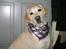 Labrador retriever Ludvig R.I.P