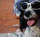 Field Trial spaniel ina <33 forever<33