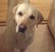 Labrador retriever sago