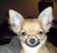 Chihuahua fifi