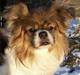 Tibetansk spaniel Nyima's Shan R*I*P