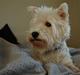West highland white terrier Frække Frida