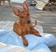 Dvaergpinscher Choko