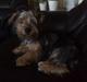Australian silky terrier Buster