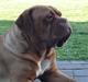 Dogue de bordeaux Tira Taleeza Estruphus 