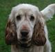 Cocker spaniel "Mace"