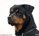 Rottweiler Bimmer 12/8-07 - 6/8-08