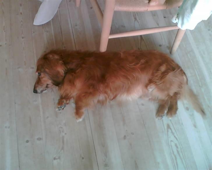 Gravhund Knud - øjh, han faldt bar omkuld lige pludselig. billede 11