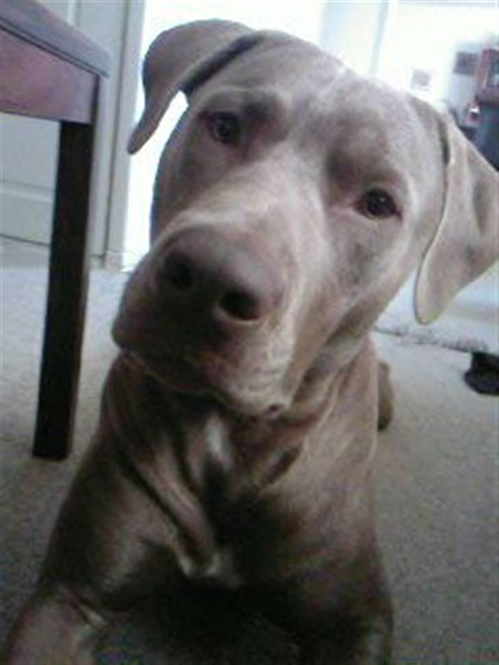 Amerikansk staffordshire terrier Cody billede 18