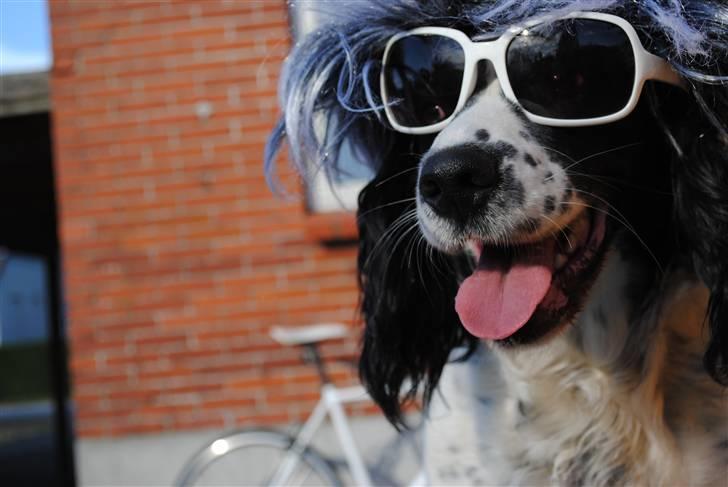 Field Trial spaniel ina <33 forever<33 - velkommen til ina´s profil min seje hund. billede 1