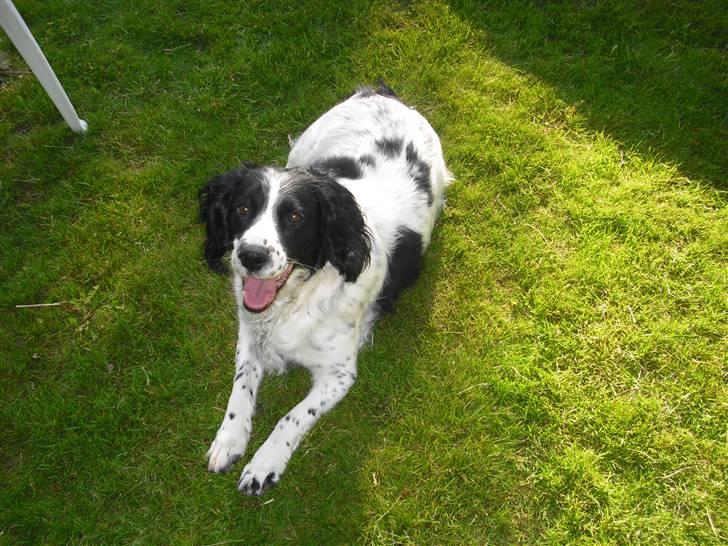Field Trial spaniel ina <33 forever<33 - hey smukke<33 hihi du ser dejlig ud billede 2