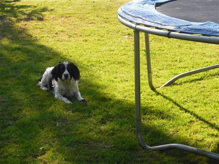 Field Trial spaniel ina <33 forever<33 - min smukke ina<3 som ligger og nyder at der er noget der hedder skykke billede 3