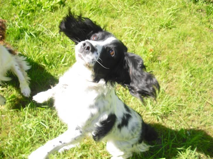Field Trial spaniel ina <33 forever<33 - ina der danser<3 billede 4