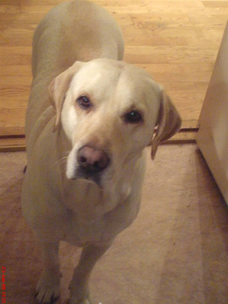 Labrador retriever sago - det er sago er han ikke dejlig:) billede 1