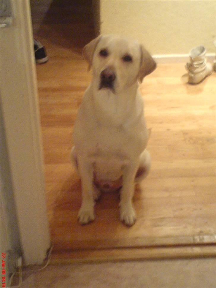 Labrador retriever sago billede 2