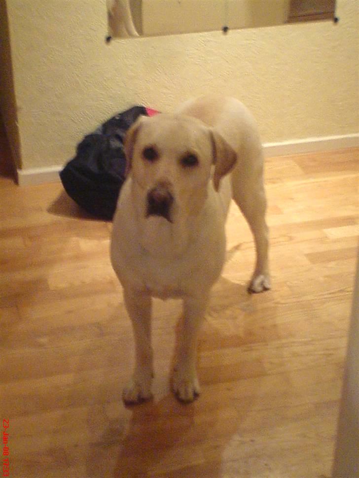 Labrador retriever sago billede 3