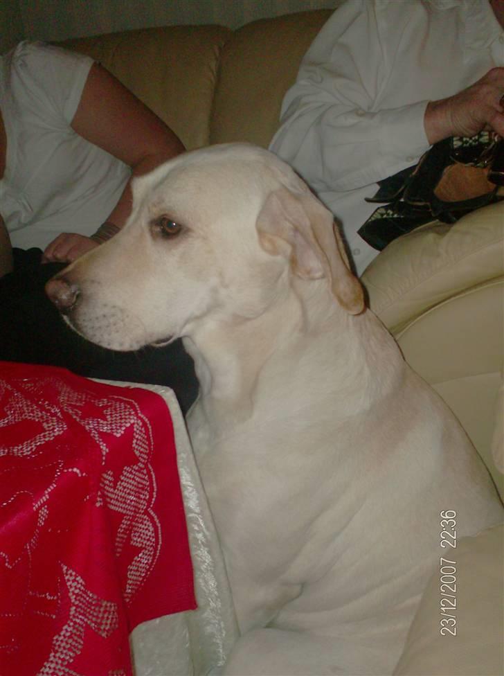Labrador retriever sago billede 4