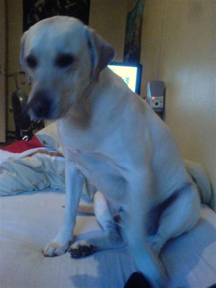 Labrador retriever sago billede 5