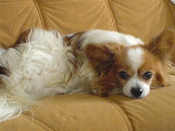 Papillon Teddy - Teddy der ligger snupper en lille "morfar" billede 1