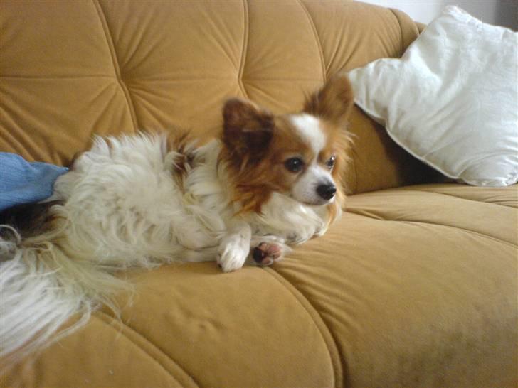 Papillon Teddy billede 2