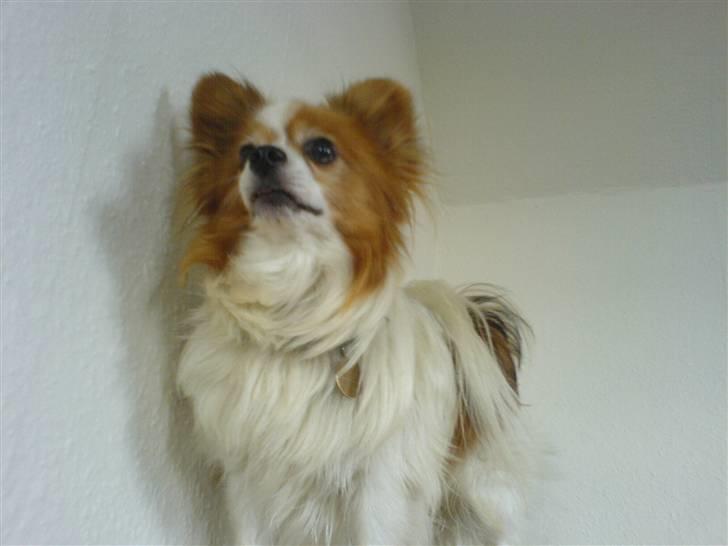 Papillon Teddy - I´m the King of the world! billede 3