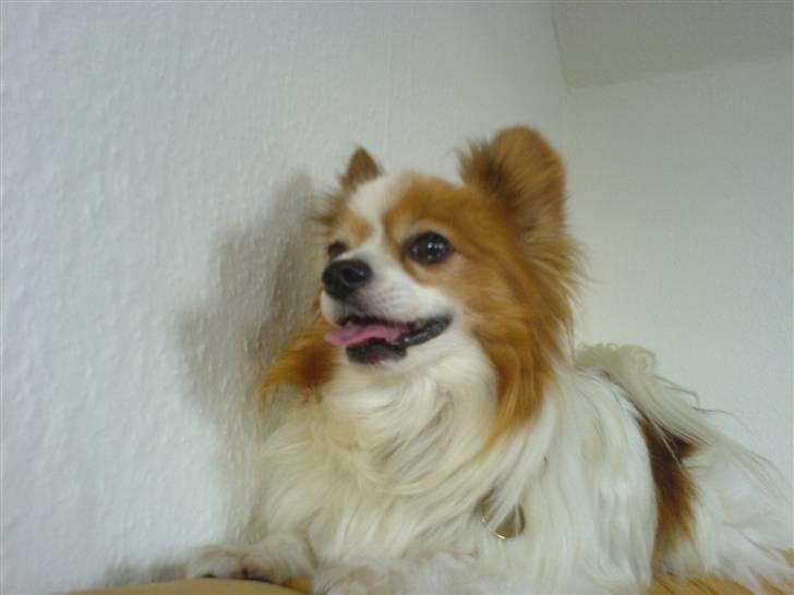 Papillon Teddy billede 4