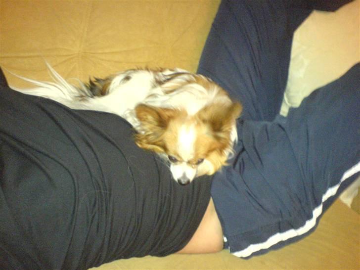 Papillon Teddy billede 5