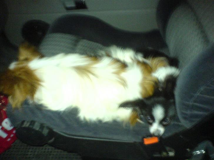 Papillon Teddy - Teddy der lige for én gangs skyld ligger ude i bilen og sover billede 6