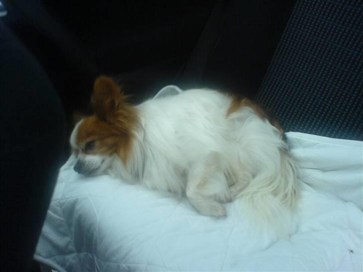 Papillon Teddy billede 7