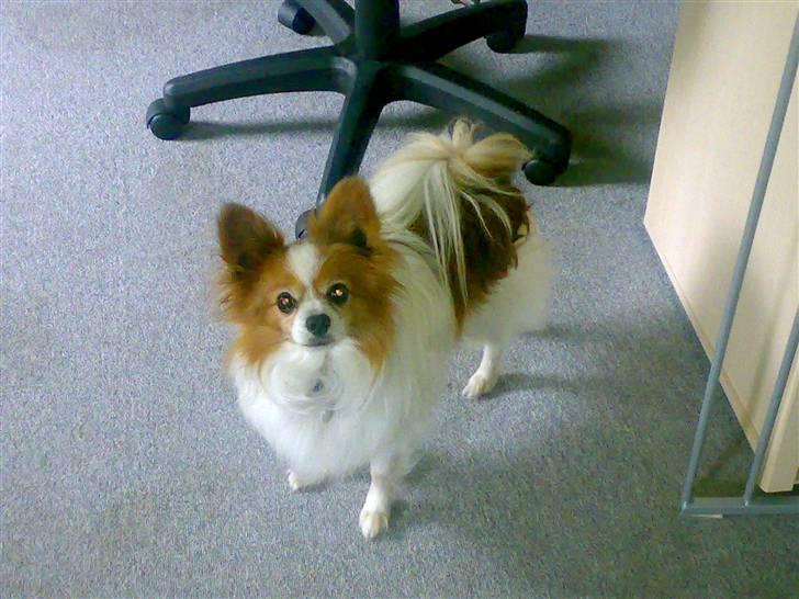 Papillon Teddy billede 8