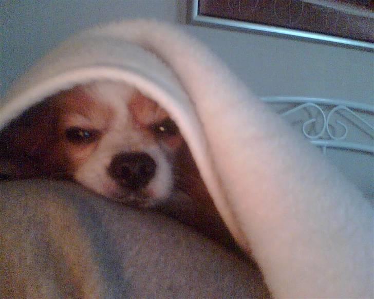 Papillon Teddy - En meget træt Teddy billede 9