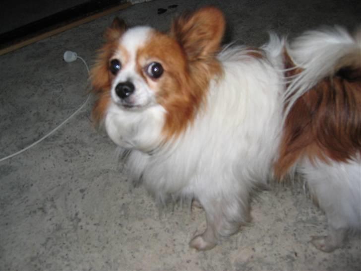 Papillon Teddy billede 10