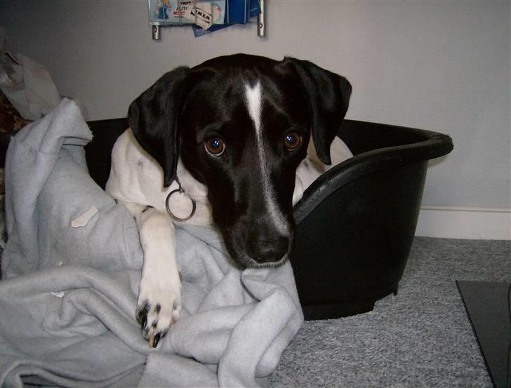 Blanding af racer Max billede 1