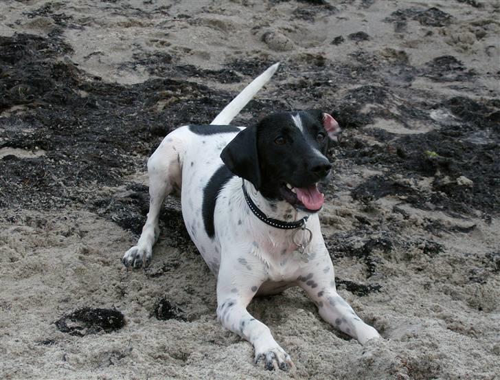 Blanding af racer Max billede 2