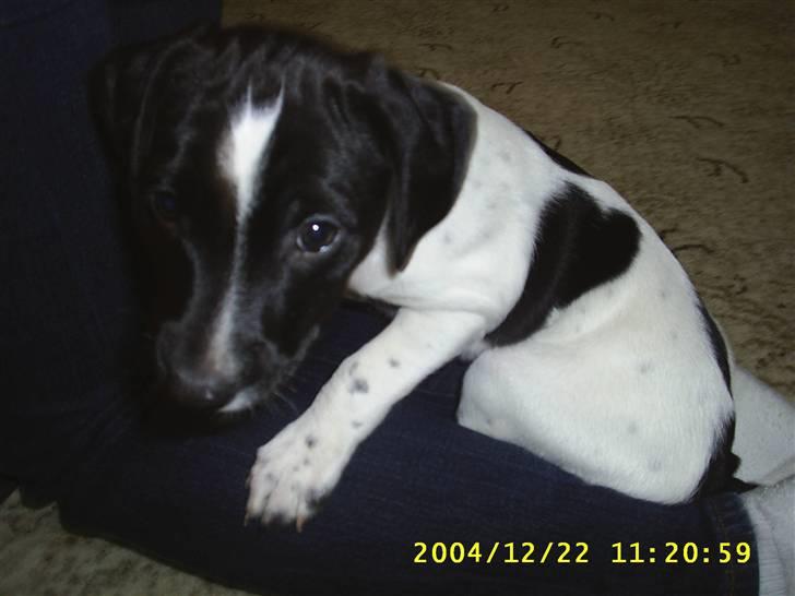 Blanding af racer Max billede 3