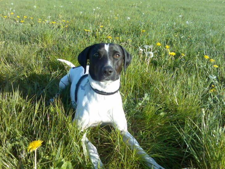 Blanding af racer Max billede 4