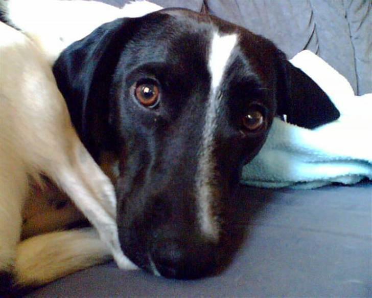 Blanding af racer Max billede 5