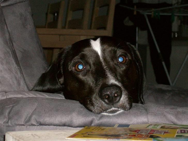 Blanding af racer Max billede 6