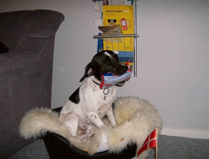 Blanding af racer Max billede 7