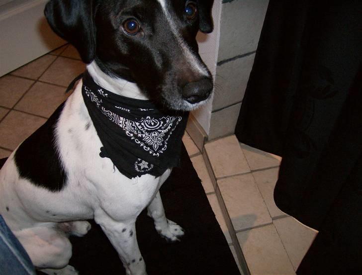 Blanding af racer Max billede 8